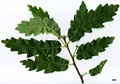 SpeciesSub: subsp. estremadurensis SpeciesSub: subsp. estremadurensis